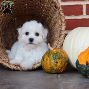 Blossom, Bichon Frise Puppy